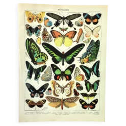 Gravure ancienne de 1897 - Papillons exotiques - par A. Millot - planche