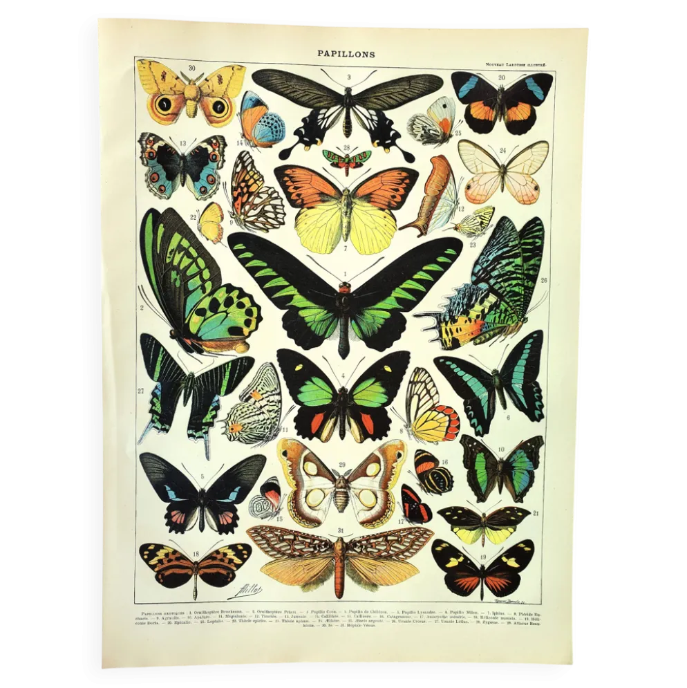 Gravure ancienne de 1897 - Papillons exotiques - par A. Millot - planche