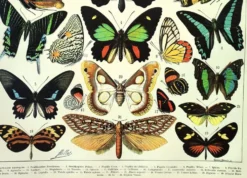Gravure ancienne de 1897 - Papillons exotiques - par A. Millot - planche