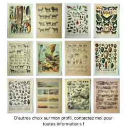 Gravure ancienne de 1897 - Papillons exotiques - par A. Millot - planche