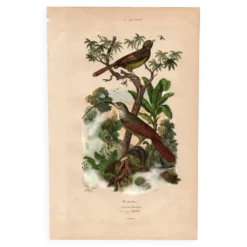Gravure ancienne de 1839 - Picucules par A.Fries