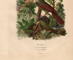 Gravure ancienne de 1839 - Picucules par A.Fries