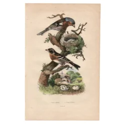 Gravure ancienne de 1839 - Pinson par A.Fries. planche oiseau et botanique