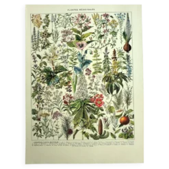 Gravure ancienne de 1928 - Plantes médicinales (2) par Millot. botanique