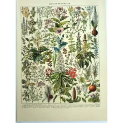 Gravure ancienne de 1928 - Plantes médicinales (2) par Millot. botanique