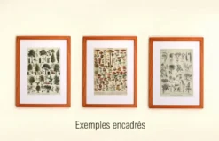 Gravure ancienne de 1928 - Plantes médicinales (2) par Millot. botanique
