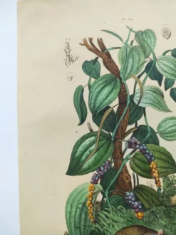 Gravure ancienne de 1839 - Poivrier- Lithographie colorée manuellement