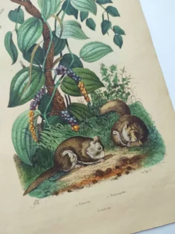 Gravure ancienne de 1839 - Poivrier- Lithographie colorée manuellement