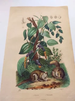 Gravure ancienne de 1839 - Poivrier- Lithographie colorée manuellement