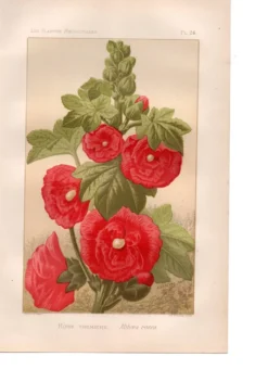 Gravure ancienne de 1889 - Rose trémière. Lithographie florale rouge fleur