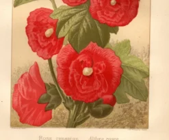 Gravure ancienne de 1889 - Rose trémière. Lithographie florale rouge fleur
