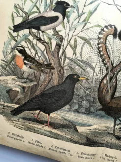 Gravure ancienne de 1886- Rossignol et oiseaux- Lithographie nature vintage