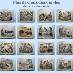 Gravure ancienne de 1886- Rossignol et oiseaux- Lithographie nature vintage