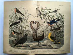 Gravure ancienne de 1886- Rossignol et oiseaux- Lithographie nature vintage