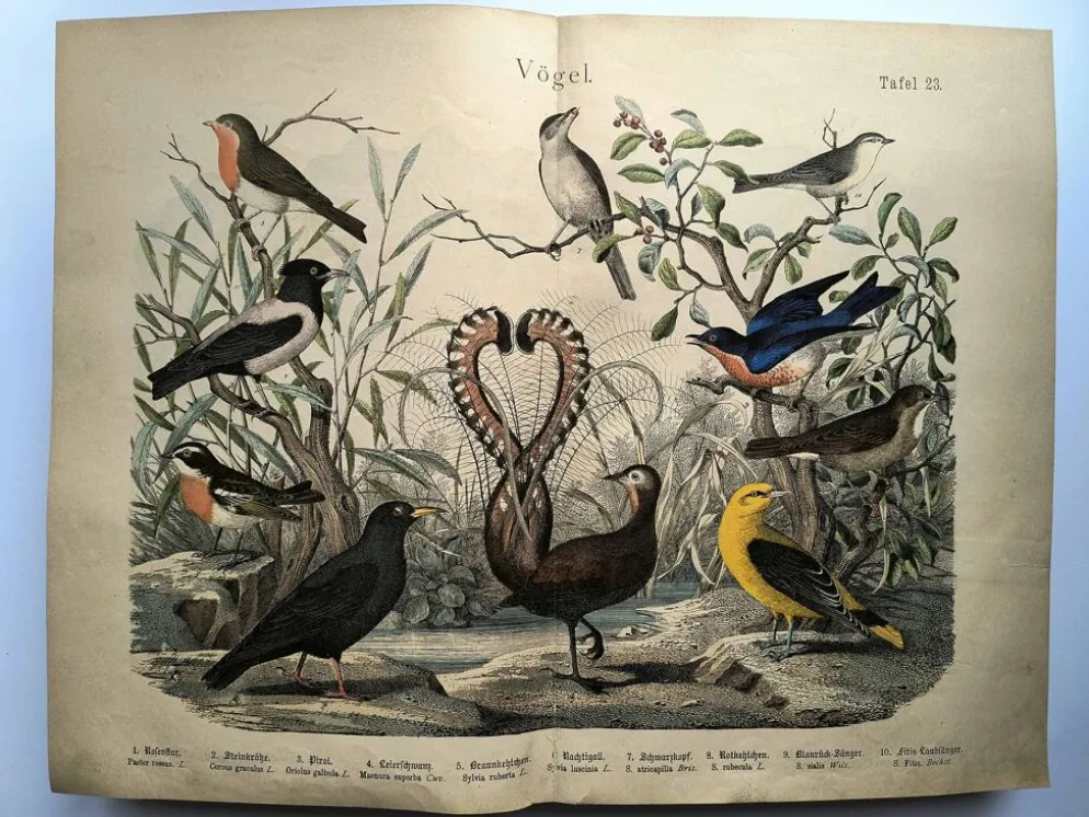 Gravure ancienne de 1886- Rossignol et oiseaux- Lithographie nature vintage