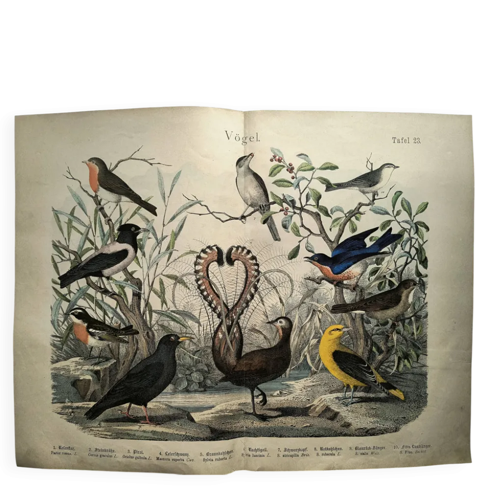 Gravure ancienne de 1886- Rossignol et oiseaux- Lithographie nature vintage