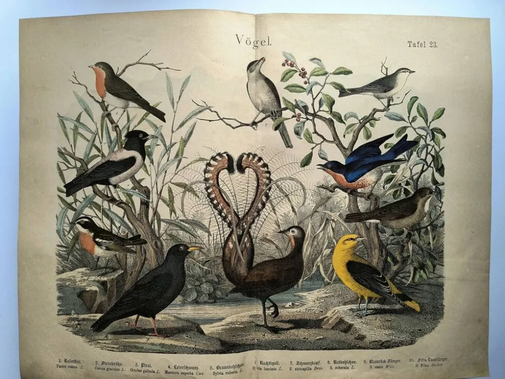 Gravure ancienne de 1886- Rossignol et oiseaux- Lithographie nature vintage