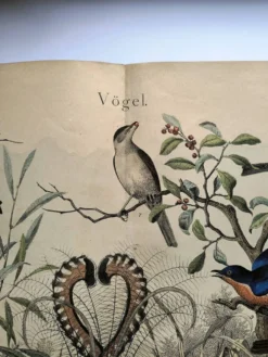 Gravure ancienne de 1886- Rossignol et oiseaux- Lithographie nature vintage