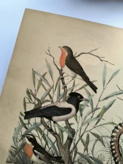 Gravure ancienne de 1886- Rossignol et oiseaux- Lithographie nature vintage
