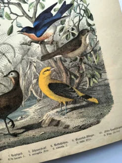 Gravure ancienne de 1886- Rossignol et oiseaux- Lithographie nature vintage