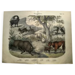 Gravure ancienne de 1886 - Vache, mouton et chèvre - Lithographie ferme