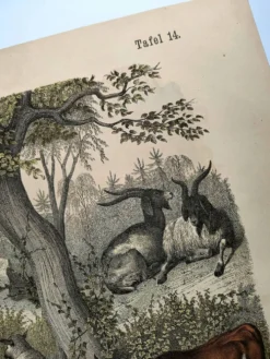 Gravure ancienne de 1886 - Vache, mouton et chèvre - Lithographie ferme