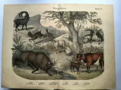 Gravure ancienne de 1886 - Vache, mouton et chèvre - Lithographie ferme