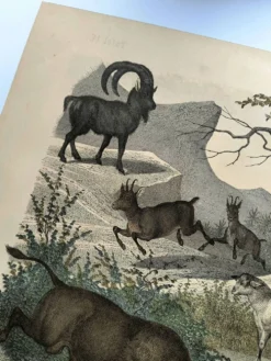 Gravure ancienne de 1886 - Vache, mouton et chèvre - Lithographie ferme