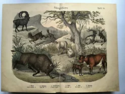 Gravure ancienne de 1886 - Vache, mouton et chèvre - Lithographie ferme