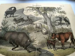 Gravure ancienne de 1886 - Vache, mouton et chèvre - Lithographie ferme