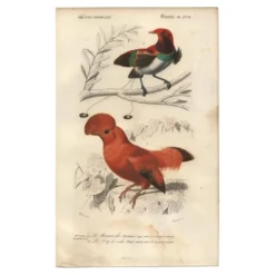 Gravure ancienne 1849 - Manucode et Coq de Roche par E. Travies