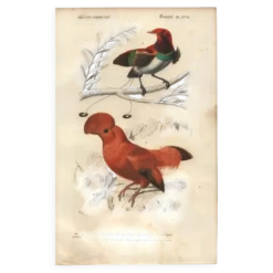 Gravure ancienne 1849 - Manucode et Coq de Roche par E. Travies