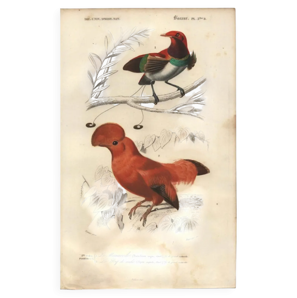 Gravure ancienne 1849 - Manucode et Coq de Roche par E. Travies