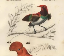 Gravure ancienne 1849 - Manucode et Coq de Roche par E. Travies