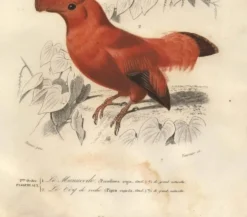 Gravure ancienne 1849 - Manucode et Coq de Roche par E. Travies