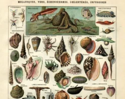 Gravure ancienne - 1923 - Mollusques, animaux marins. Lithographie vintage