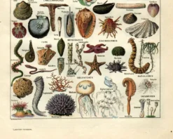 Gravure ancienne - 1923 - Mollusques, animaux marins. Lithographie vintage