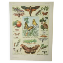 Gravure ancienne 1922, Papillon, chenille, insectes, ntomologie • Lithographie, illustration origina