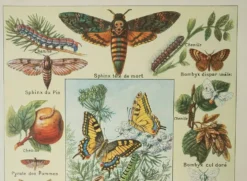 Gravure ancienne 1922, Papillon, chenille, insectes, ntomologie • Lithographie, illustration origina