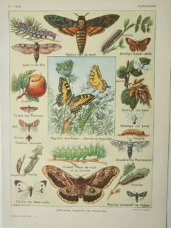 Gravure ancienne 1922, Papillon, chenille, insectes, ntomologie • Lithographie, illustration origina