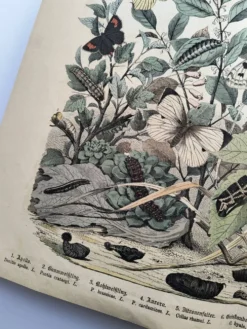Gravure ancienne 1886 - Papillons européens (3). Chromo lithographie XIX