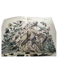 Gravure ancienne 1886 - Papillons européens (3). Chromo lithographie XIX