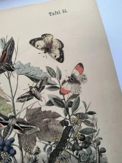 Gravure ancienne 1886 - Papillons européens (3). Chromo lithographie XIX