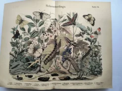 Gravure ancienne 1886 - Papillons européens (3). Chromo lithographie XIX