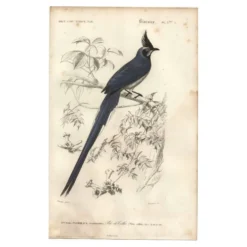 Gravure ancienne 1849 - Pie de Collie par E. Travies