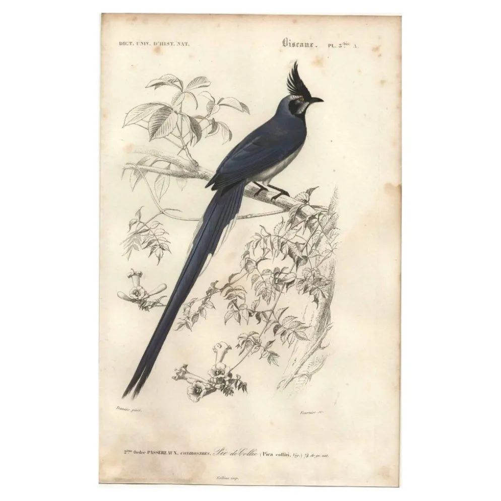 Gravure ancienne 1849 - Pie de Collie par E. Travies