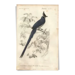 Gravure ancienne 1849 - Pie de Collie par E. Travies