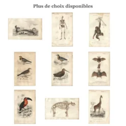 Gravure ancienne 1849 - Pie de Collie par E. Travies