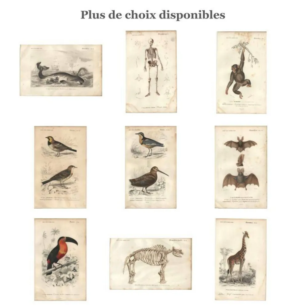 Gravure ancienne 1849 - Pie de Collie par E. Travies