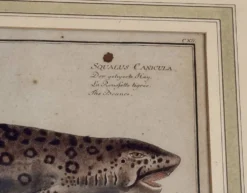 Gravure ancienne poisson – Ludwig Schmidt (XIXᵉ siècle)